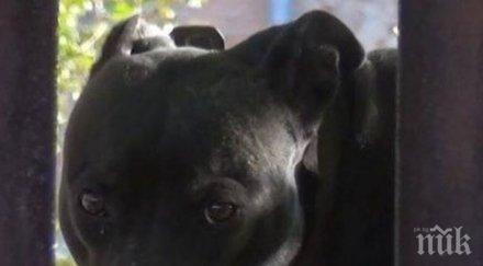 драма починаха три питбула арената ужасите пловдив бивше ченге движело бизнеса