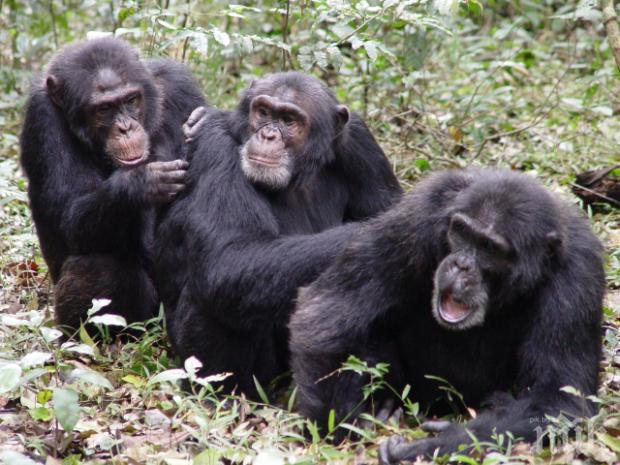 УНИКАЛНО ВИДЕО! Учени в Берлин със сензационно откритие: Шимпанзетата вярват в Бог!