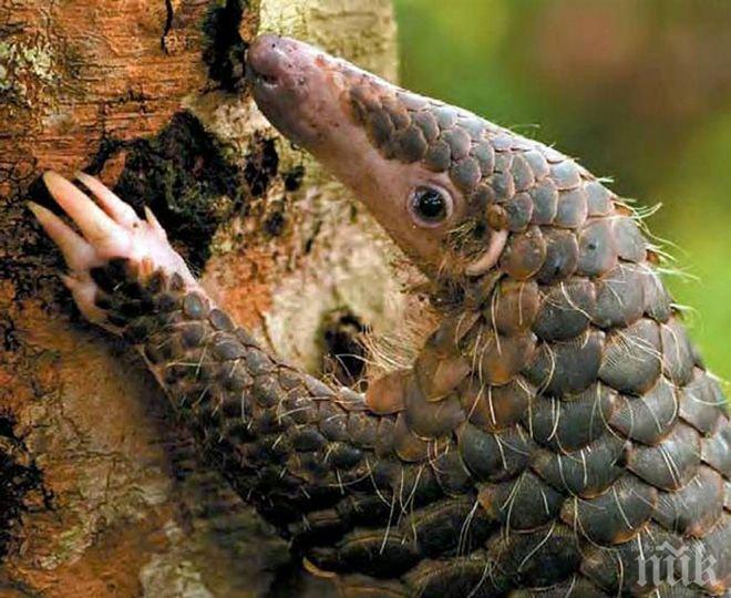 Заловиха гигантска пратка с 3 тона люспи от мравояд, който е  защитен вид