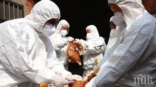 10 огнища на птичи грип тлеят в страната