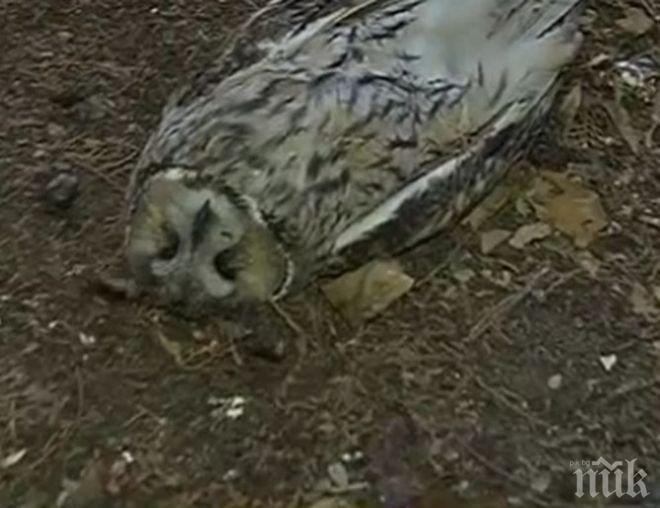 Мъртви сови хвърлиха в паника Пазарджик