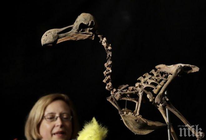 Научно откритие! Птица отпреди 90 млн. години предсказва бъдещето на планетата