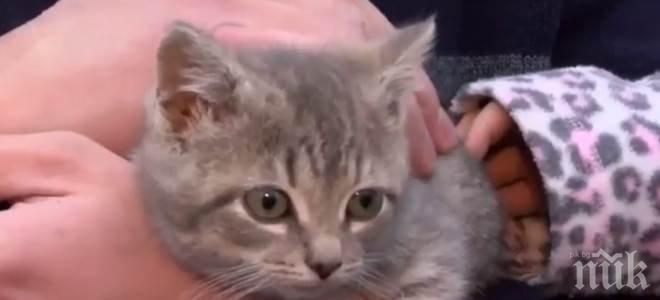 Коте късметлия оцеля 1000 километра под капака на автомобил (ВИДЕО)