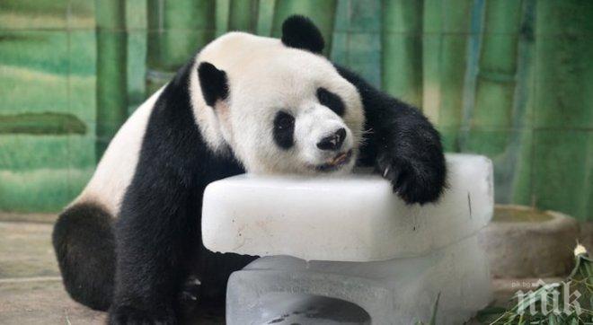 Почина прочутата гигантска панда Пан Пан
