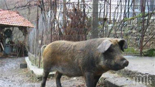 Прегладнял хлапак се вмъкна в кочината и отмъкна шопара на комшийка