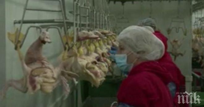 Българският гъши дроб хит в Белгия! Изпреварваме французите, RТL ни рекламира с репортаж