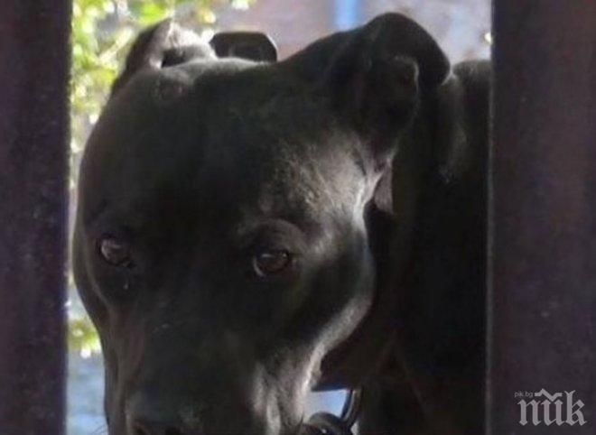 ДРАМА! Починаха три питбула от Арената на ужасите в Пловдив, бивше ченге движело бизнеса