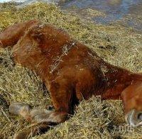 Умъртвиха млади кончета от защитена порода. Вижте защо!