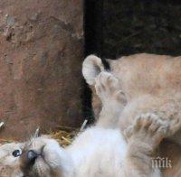 Две нови тигърчета в пазарджишкия зоопарк