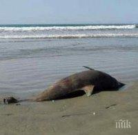 СТРАШНО! Шарка убила 1200 делфина в Черно море
