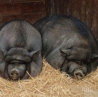 Виетнамски прасета комшии с тигъра на Борисов