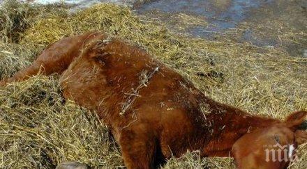 умъртвиха млади кончета защитена порода вижте