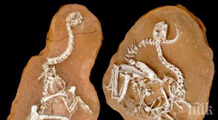 уникум птица отпреди млн години предсказва бъдещето планетата