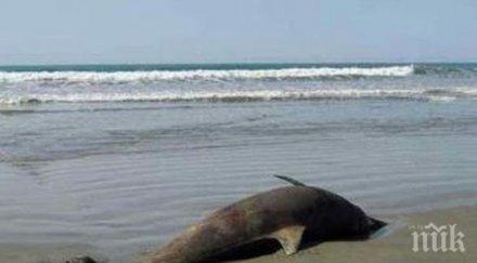страшно шарка убила 1200 делфина черно море