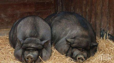 виетнамски прасета комшии тигъра борисов