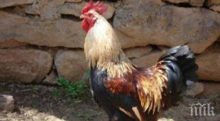 крути мерки унищожават 000 домашни птици старозагорско