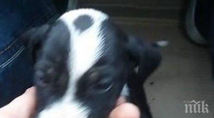 борба живот изхвърлено кученце топли тялото умрялото студ свое братче намериха дом