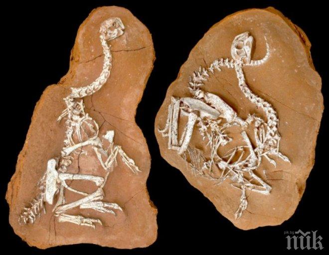 УНИКУМ! Птица отпреди 90 млн. години предсказва бъдещето на планетата