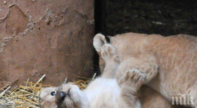 Две нови тигърчета в пазарджишкия зоопарк