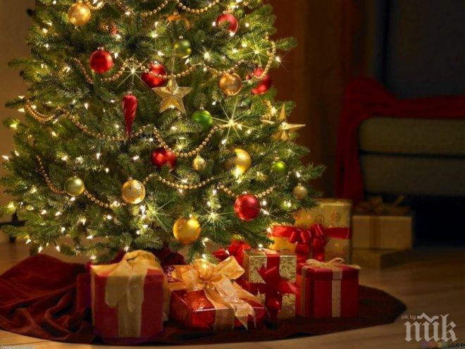 ВНИМАНИЕ! Как елхата ни разболява 