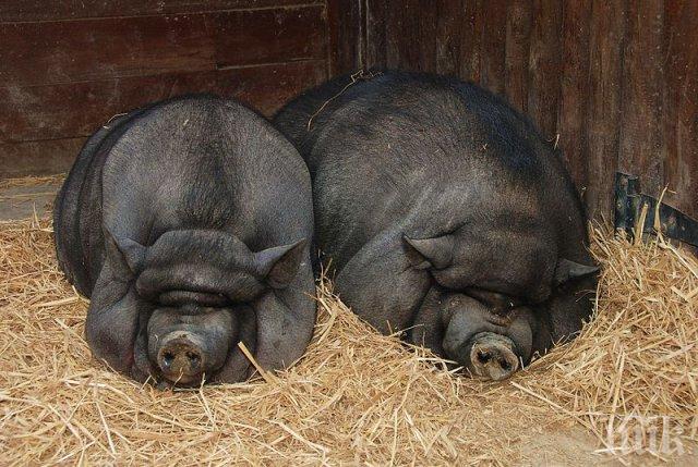 Виетнамски прасета комшии с тигъра на Борисов