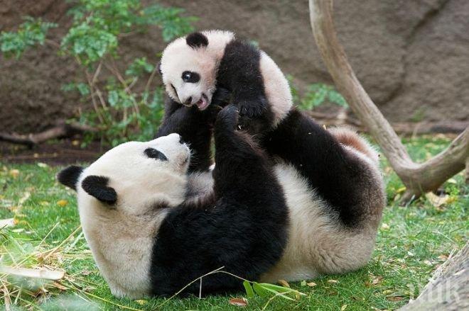 Панда рани тежко служител в център за опазване на панди