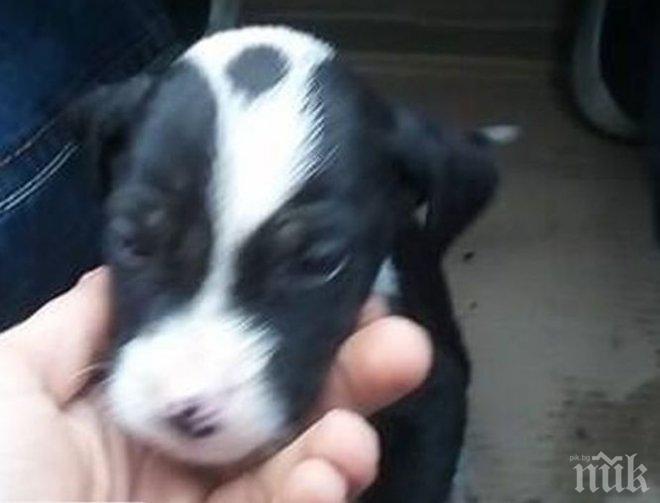 Борба за живот! Изхвърлено кученце топли с тялото си умрялото от студ свое братче, намериха му дом 