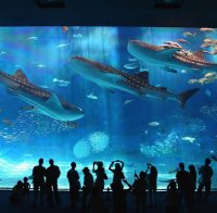 120 000 риби в най-големия аквариум в света (Снимки) 120 000 риби в най-големия аквариум в света (Снимки)