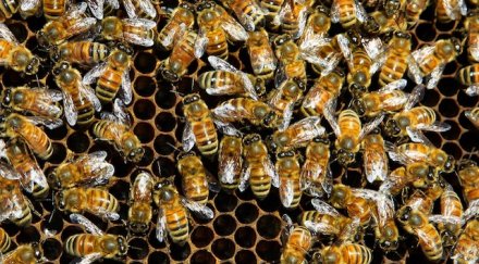 здрави пчелните семейства