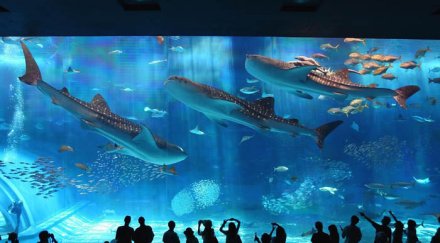 120 000 риби големия аквариум света снимки