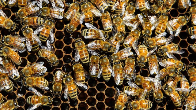 Здрави ли са пчелните семейства?