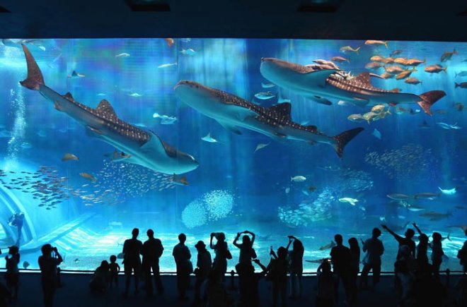 120 000 риби в най-големия аквариум в света (Снимки)