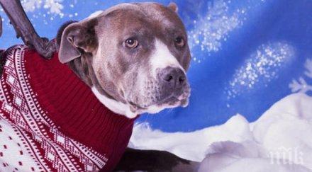 куче побесня изпрати трима души болница опитали облекат пуловер