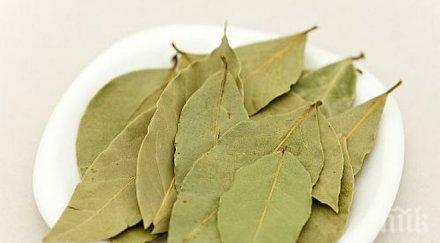 запалете лист растение пепелник стане