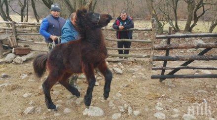 защита бабх обясни умъртвени кончетата