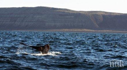 изчезна старата косатка света