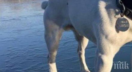 куче каскадьор пробва леда гребната пловдив