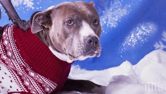 Куче побесня и изпрати трима души в болница, опитали се да му облекат пуловер