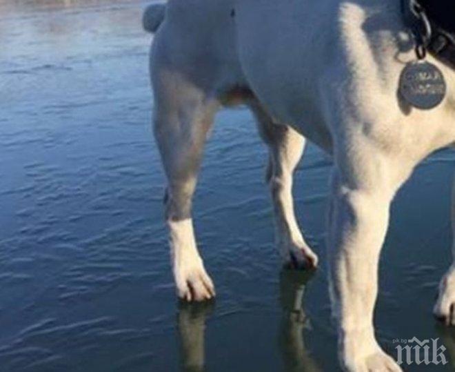 Куче каскадьор пробва леда върху Гребната в Пловдив