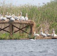 Пазят пеликаните в резервата 