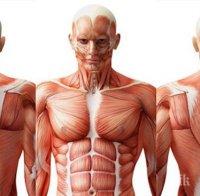 Сензация! Откриха нов орган в човешкото тяло