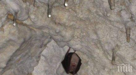 добра новина вече около 300 прилепа зимуват пещерата снежанка