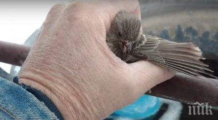 трогателно мъж спаси замръзващо врабче видео