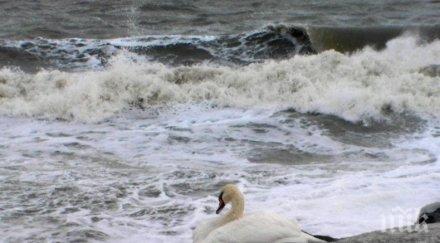 помогнете лебед бедства мандренското езеро спасете