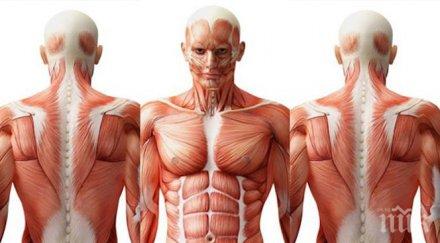 сензация откриха нов орган човешкото тяло