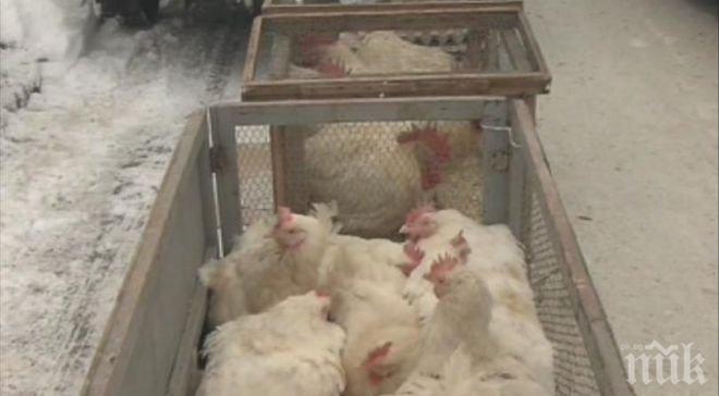 Овладяха птичия грип във Видин, няма нови огнища