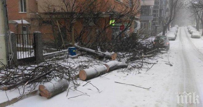 Вятърът поваля дървета във Варна (СНИМКИ)