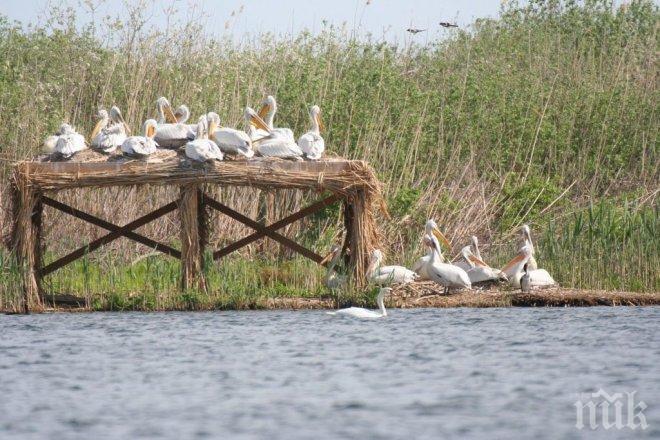 Пазят пеликаните в резервата Сребърна от хищници с ограда