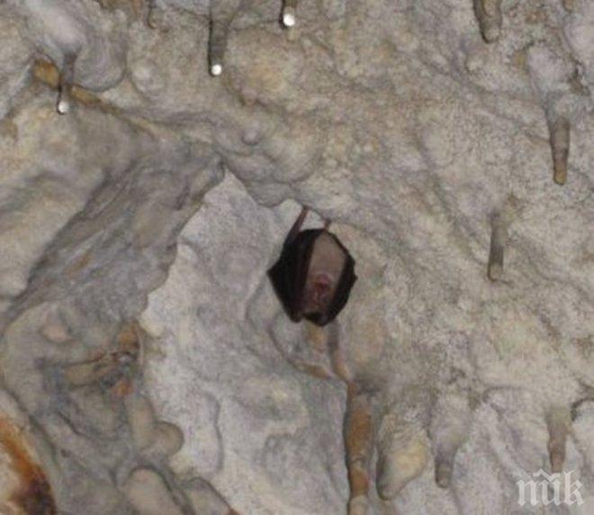 ДОБРА НОВИНА! Вече около 300 прилепа зимуват в пещерата „Снежанка“