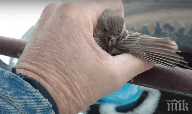 ТРОГАТЕЛНО! Мъж спаси замръзващо врабче (ВИДЕО)